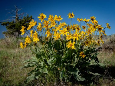 Yılın bahar mevsiminde doğal kır çiçekleri