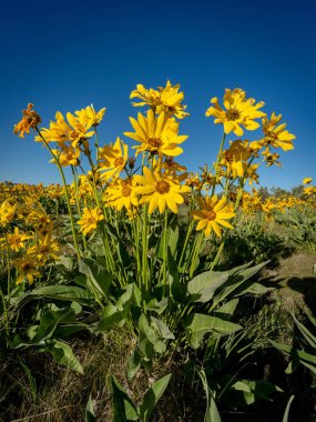 Sarı kır çiçekleri olan doğa