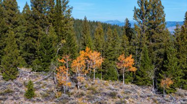 Sarı Aspen ağaçları ve yeşil çam ağaçları olan orman sırtı