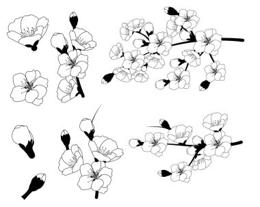 Çiçek, çiçek, yaprak ve yapraklarla el çizimi Sakura dalı. Modern çizgi sanat tarzı. Kart, davetiye, logo, kumaş baskısı, ambalaj için botanik bileşimi.