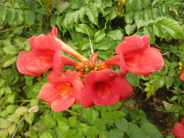Liana Kampının Parlak Turuncu Çiçekleri Nfloresanlara Yakın Çekim Yaz Egzotik — Stok fotoğraf