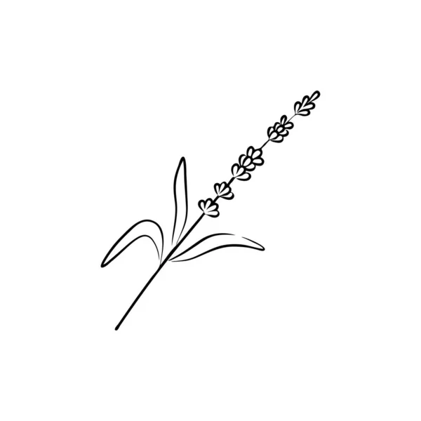 Fleur Botanique Lavande Conception Dessinée Main Herbe Mariage Plante Monogramme — Image vectorielle
