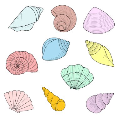 Beyaz arka planda izole edilmiş farklı deniz kabukları. El çizimi renkli vektör çizimi. Düz çizgi film tarzı. Yaz tatili koleksiyonu, tropikal deniz kabukları.