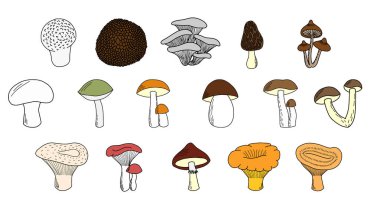 El yapımı yenilebilir mantarlar. Porcini mantarı, boletus, chanterelle mantarı, camelina mantarı, russula, morel, truffle, süt mantarı, bal mantarı, şampiyon, puffball mantarı, yosun mantarı, istiridye mantarı. Whit üzerinde vektör illüstrasyonu