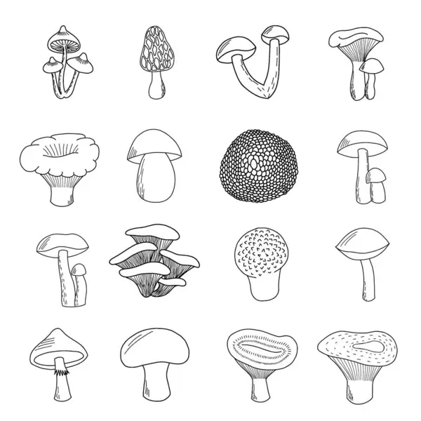Set Hand Drawn Edible Mushrooms Porcini Mushroom Boletus Chanterelle Mushroom — Stock Vector