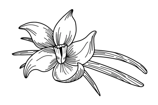 Black White Hand Drawn Illustration Vanilla Flower Vanilla Pods Cooking — Stock Vector