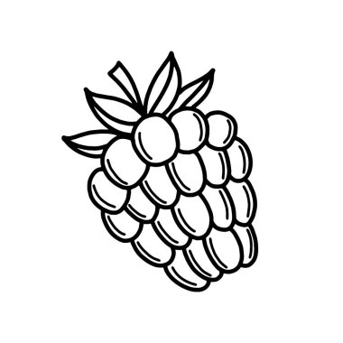 Ahududulu el çizimi. Süper yiyecekler organik meyveler. Etiket, poster, baskı için tasarım. Vektör illüstrasyonu beyaz arkaplanda izole edildi