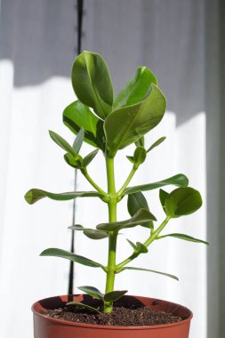 Büyüme safhasında oldukça saksılı bir gül bitkisi.