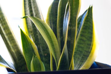 Sansevieria Trifasciata bitkisi büyüme evresinde.