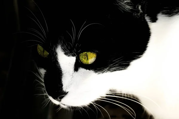 Retrato Lindo Gato Doméstico — Fotografia de Stock