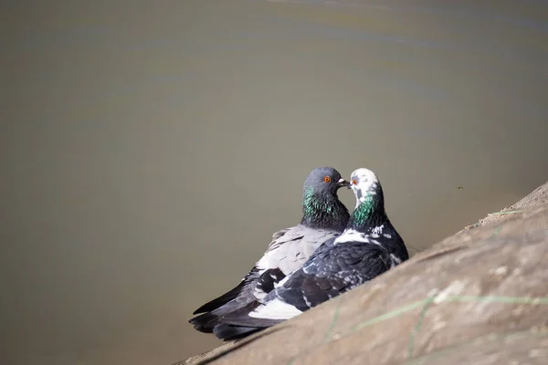 Joli Pigeon Reposant Sur Rocher Dans Ville — Photo
