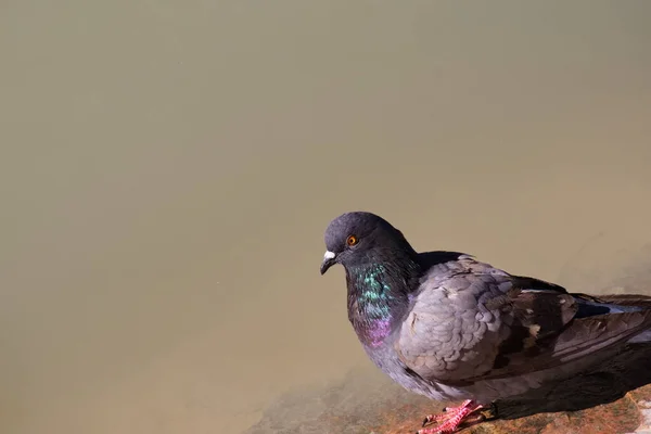Pretty Pigeon Resting Rock City — Stock Photo, Image
