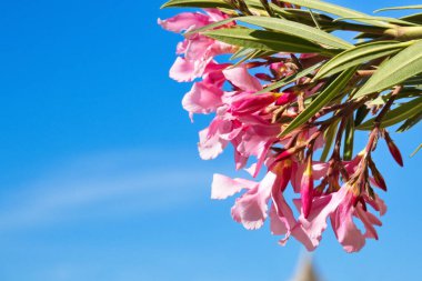 Güneşli bir günde çiçekli güzel bir bahçe.