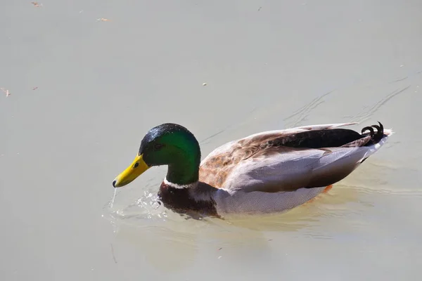 Bunte Ente Schwimmt Friedlich Teich — Stockfoto