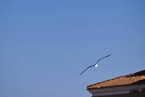 Γλάροι Που Πετούν Φόντο Τον Βαθύ Γαλάζιο Ουρανό — Φωτογραφία Αρχείου