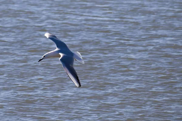 Чайки Летают Фоне Глубокого Голубого Неба — стоковое фото