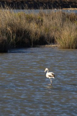 Sessiz bir gölde sessizce beslenen güzel flamingolar.