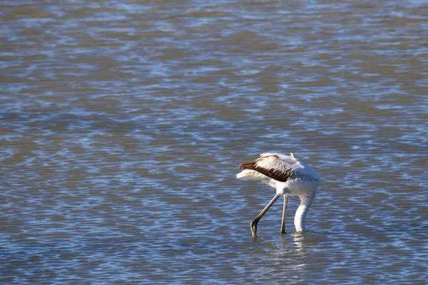 Muito Flamingos Alimentando Silenciosamente Uma Lagoa Tranquila — Fotografia de Stock