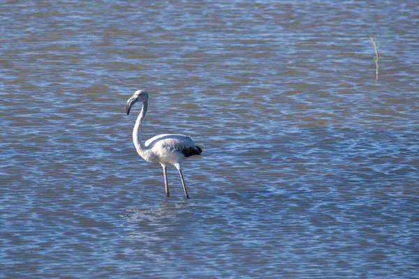 Muito Flamingos Alimentando Silenciosamente Uma Lagoa Tranquila — Fotografia de Stock