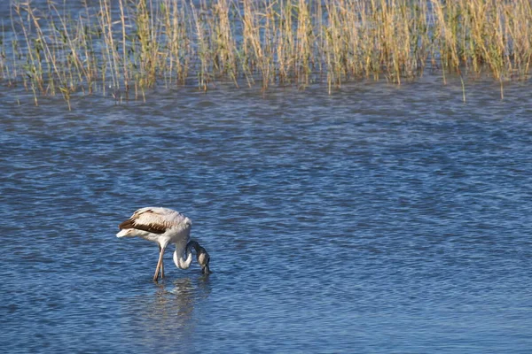 Pretty Flamingos Feeding Silently Quiet Lagoon — Stock Photo, Image