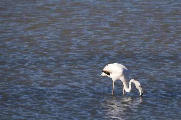 Sessiz Bir Gölde Sessizce Beslenen Güzel Flamingolar — Stok fotoğraf