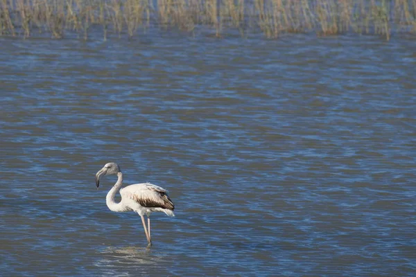 Piękne Flamingi Żywiące Się Cicho Cichej Lagunie — Zdjęcie stockowe