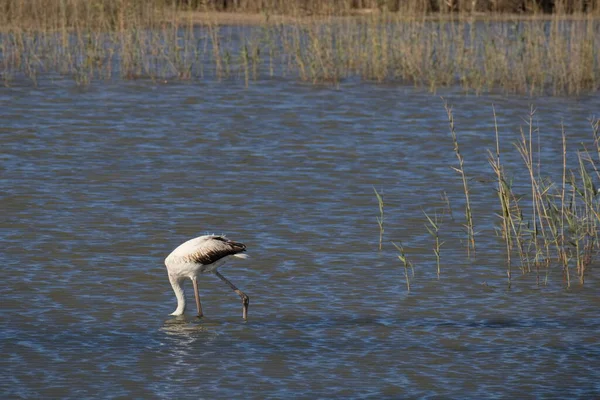 Pretty Flamingos Feeding Silently Quiet Lagoon — Stock Photo, Image