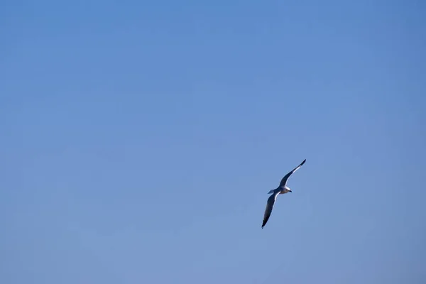 Seagulls Flying Background Deep Blue Sky — Stock Photo, Image