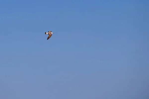 Γλάροι Που Πετούν Φόντο Τον Βαθύ Γαλάζιο Ουρανό — Φωτογραφία Αρχείου