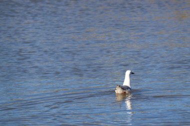 Martı bir gölün sakin sularında yüzer.
