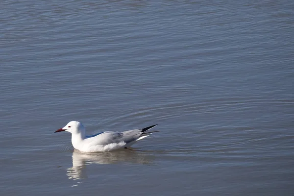 Чайка Плавает Спокойных Водах Лагуны — стоковое фото