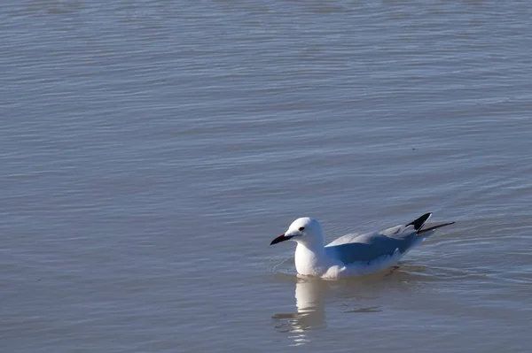 Pescărușul Înoată Apele Calme Ale Unei Lagune — Fotografie, imagine de stoc