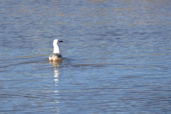 Seagull Swims Calm Waters Lagoon — Stock Photo, Image