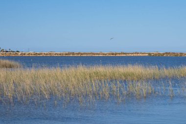 Güneşli bir günde San Pedro del Pinatar, Murcia 'da korunan kuş türleriyle güzel bir tuzlu su gölü.