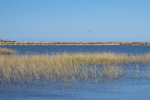 Beautiful Saltwater Lagoon Protected Bird Species San Pedro Del Pinatar — Stock Photo, Image