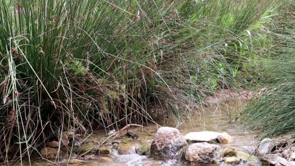 Schönes Flussbett Mit Sauberem Und Transparentem Wasser Einem Obstgarten — Stockvideo