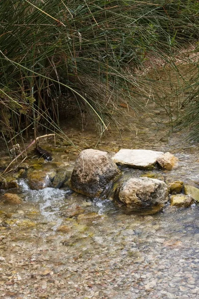Bom Leito Rio Com Água Limpa Transparente Pomar — Fotografia de Stock