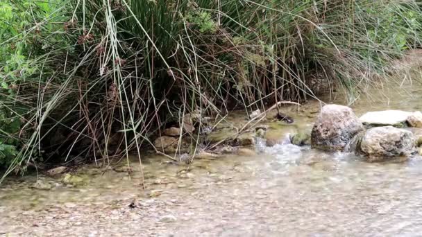 Bom Leito Rio Com Água Limpa Transparente Pomar — Vídeo de Stock