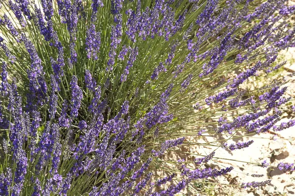 Landscape Beautiful Lavender Fields Province Murcia — Foto de Stock
