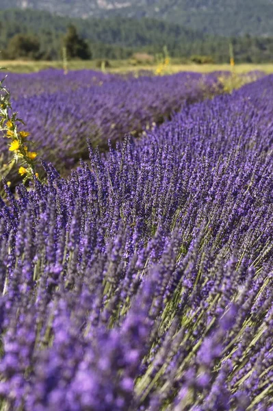 Landscape Beautiful Lavender Fields Province Murcia — стоковое фото