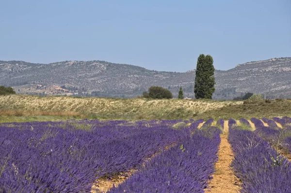 Landscape Beautiful Lavender Fields Province Murcia — 스톡 사진