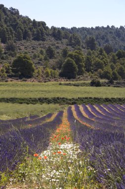 Murcia eyaletindeki güzel lavanta tarlalarının manzarası.