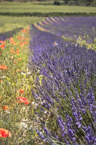 Landscape Beautiful Lavender Fields Province Murcia — Foto Stock