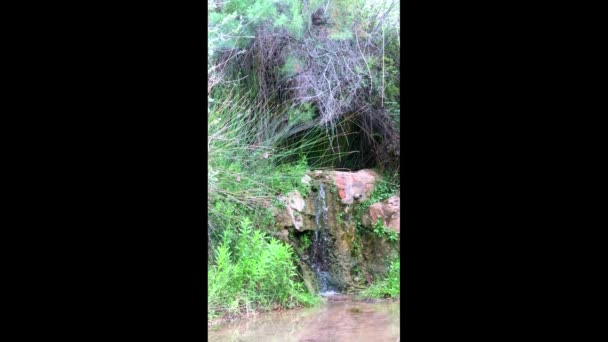 Bonito Lecho Río Con Agua Limpia Transparente Huerto — Vídeo de stock