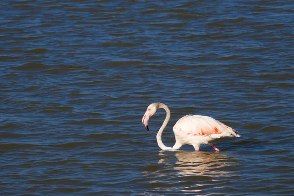 Ganska Flamingos Äter Tyst Lugn Lagun — Stockfoto