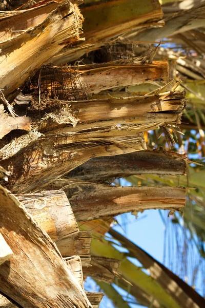 Hurma ağacının kütüğüne doğru gidin, dalları budaklıdır.