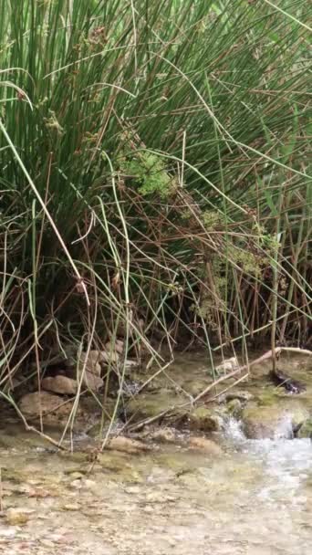 Schönes Flussbett Mit Sauberem Und Transparentem Wasser Einem Obstgarten — Stockvideo