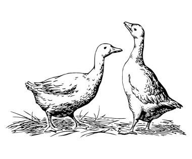 Ördek ve kaz, tasarım için çizim