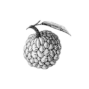 Custard apple fruit sketch engraving vector illustration. Scratch board style imitation. Black and white hand drawn image. clipart