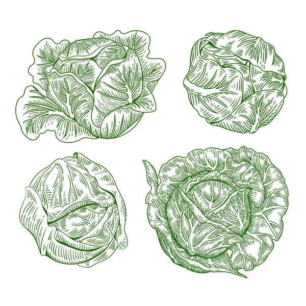 Hand Drawn Vintage Cabbage Engraved Pack — Stock Vector